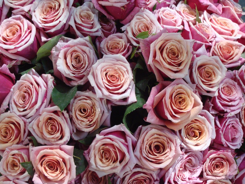 Bouquet_de_roses_roses
